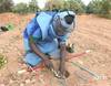 Carnage des mines en Casamance et déminage - 12465 vues