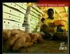 2003 : Producteurs de poulets sénégalais menacés - 9567 vues