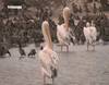 Le parc national aux oiseaux du Djoudj - 11062 vues