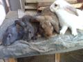 Vente de lapins