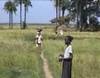 Cultivatrices de riz à Ziguinchor (quartier de Colobane) - 31302 vues